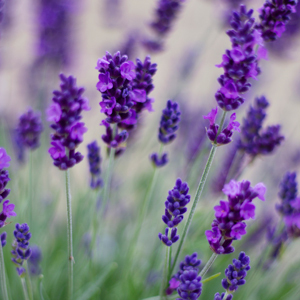 Lavendel